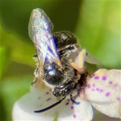 Lasioglossum sp. (genus) at Curtin, ACT - 9 Feb 2025 12:54 PM