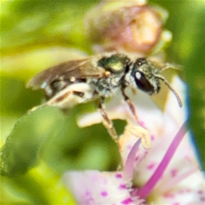 Lasioglossum (Homalictus) urbanum (Furrow Bee) at Curtin, ACT - 9 Feb 2025 by Hejor1