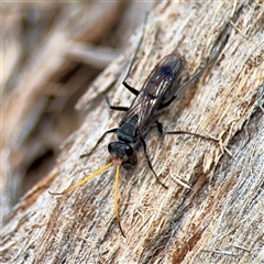 Fabriogenia sp. (genus) at Curtin, ACT - 9 Feb 2025 by Hejor1