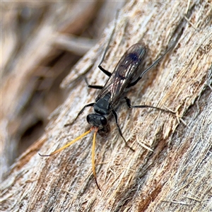 Pompilidae (family) (Unidentified Spider wasp) at Curtin, ACT - 9 Feb 2025 by Hejor1