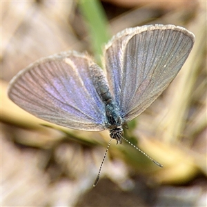 Zizina otis (Common Grass-Blue) at Curtin, ACT - 9 Feb 2025 by Hejor1