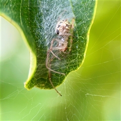 Phonognatha graeffei (Leaf Curling Spider) at Curtin, ACT - 9 Feb 2025 by Hejor1