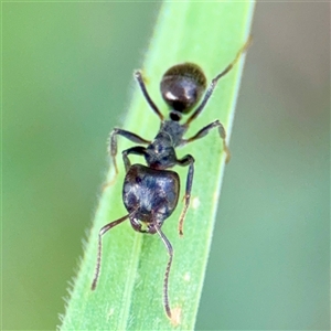 Notoncus capitatus (An epaulet ant) at Curtin, ACT - 9 Feb 2025 by Hejor1