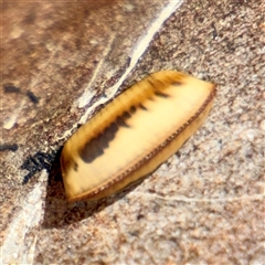 Blattidae sp. (family) (Unidentified blattid cockroach) at Curtin, ACT - 9 Feb 2025 by Hejor1