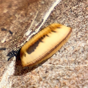 Blattidae sp. (family) (Unidentified blattid cockroach) at Curtin, ACT - 9 Feb 2025 by Hejor1