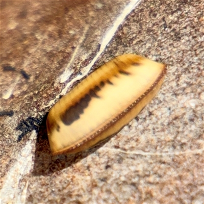 Blattidae sp. (family) at Curtin, ACT - 9 Feb 2025 by Hejor1