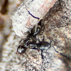 Anonychomyrma sp. (genus) (Black Cocktail Ant) at Curtin, ACT - 9 Feb 2025 by Hejor1