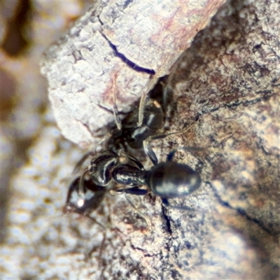 Anonychomyrma sp. (genus) (Black Cocktail Ant) at Curtin, ACT - 9 Feb 2025 by Hejor1