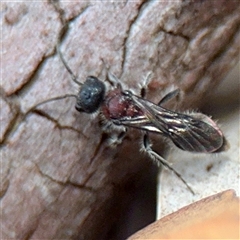 Aglaotilla sp. (genus) at Curtin, ACT - 9 Feb 2025 by Hejor1