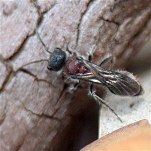 Mutillidae (family) (Unidentified Mutillid wasp or velvet ant) at Curtin, ACT - 9 Feb 2025 by Hejor1