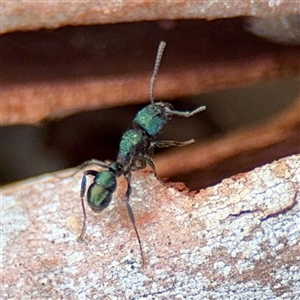 Rhytidoponera metallica (Greenhead ant) at Curtin, ACT - 9 Feb 2025 by Hejor1