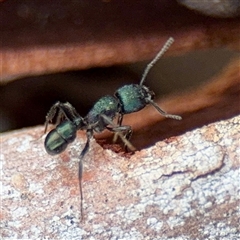 Rhytidoponera metallica at Curtin, ACT - 9 Feb 2025 01:35 PM