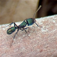 Rhytidoponera metallica at Curtin, ACT - 9 Feb 2025 01:35 PM