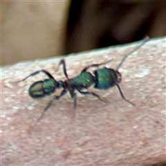 Rhytidoponera metallica at Curtin, ACT - 9 Feb 2025 01:35 PM