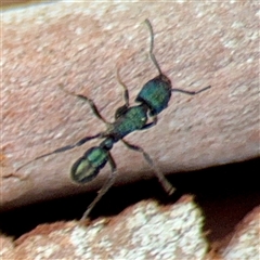 Rhytidoponera metallica at Curtin, ACT - 9 Feb 2025 01:35 PM