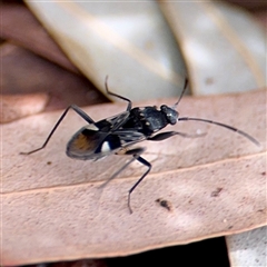 Dieuches sp. (genus) (Black and White Seed Bug) at Curtin, ACT - 9 Feb 2025 by Hejor1