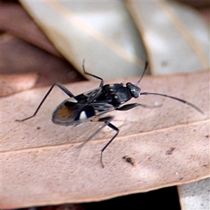 Dieuches sp. (genus) at Curtin, ACT - 9 Feb 2025 01:39 PM