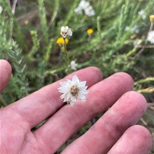 Rhodanthe anthemoides (Chamomile Sunray) at Yaouk, NSW - 4 Feb 2025 by nathkay