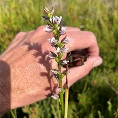 Paraprasophyllum venustum (Charming leek orchid) at Cotter River, ACT - 5 Feb 2025 by nathkay