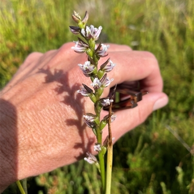 Paraprasophyllum venustum (Charming leek orchid) at Cotter River, ACT - 5 Feb 2025 by nathkay