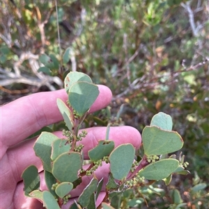 Acacia alpina (Alpine Wattle) at Yaouk, NSW - 4 Feb 2025 by nathkay