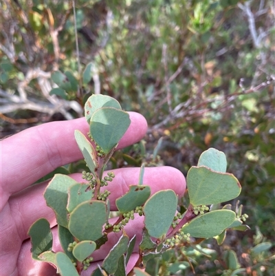 Acacia alpina (Alpine Wattle) at Yaouk, NSW - 4 Feb 2025 by nathkay