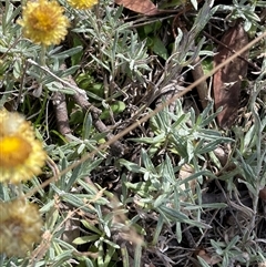 Coronidium monticola (Mountain Button Everlasting) at Yaouk, NSW - 4 Feb 2025 by nathkay