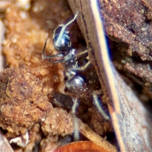 Formicidae (family) at Curtin, ACT - 9 Feb 2025 01:40 PM