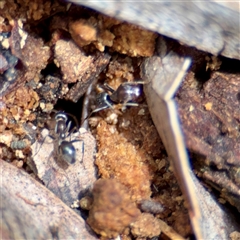 Formicidae (family) at Curtin, ACT - 9 Feb 2025 01:40 PM