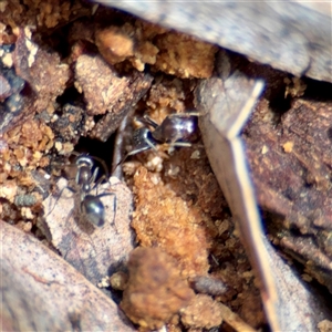 Formicidae (family) at Curtin, ACT - 9 Feb 2025 01:40 PM