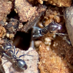 Formicidae (family) at Curtin, ACT - 9 Feb 2025 01:40 PM