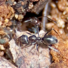 Formicidae (family) at Curtin, ACT - 9 Feb 2025 01:40 PM