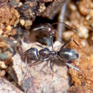 Formicidae (family) at Curtin, ACT - 9 Feb 2025 01:40 PM