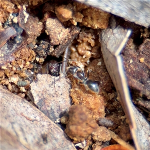 Formicidae (family) at Curtin, ACT - 9 Feb 2025 01:40 PM