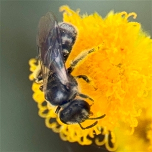 Lasioglossum sp. (genus) (Furrow Bee) at Curtin, ACT - 9 Feb 2025 by Hejor1