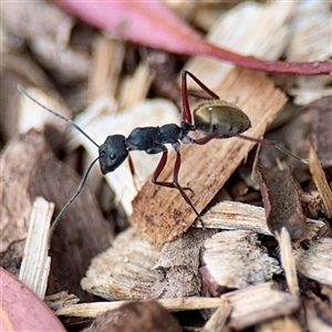 Camponotus suffusus (Golden-tailed sugar ant) at Curtin, ACT - 9 Feb 2025 by Hejor1