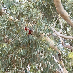 Platycercus elegans (Crimson Rosella) at Curtin, ACT - 9 Feb 2025 by Hejor1