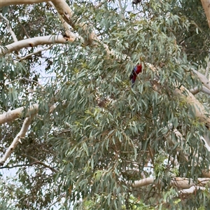 Platycercus elegans at Curtin, ACT - 9 Feb 2025 01:58 PM