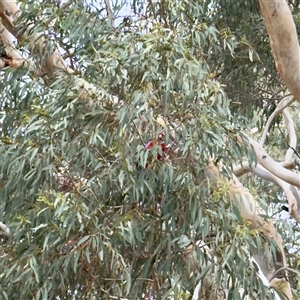 Platycercus elegans at Curtin, ACT - 9 Feb 2025 01:58 PM