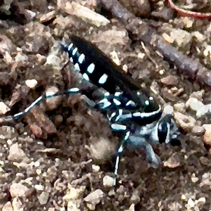 Turneromyia sp. (genus) (Zebra spider wasp) at Curtin, ACT - 9 Feb 2025 by Hejor1