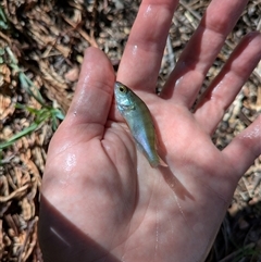 Perca fluviatilis (Redfin) at Dunlop, ACT - 28 Jan 2025 by citycritters