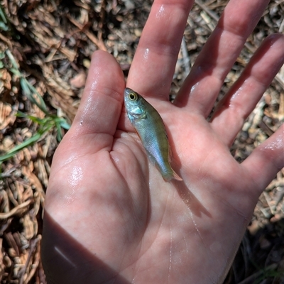 Perca fluviatilis at Dunlop, ACT - 28 Jan 2025 by citycritters