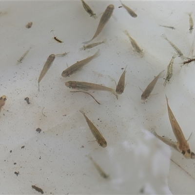 Hypseleotris klunzingeri (Western Carp Gudgeon) at Campbell, ACT - 30 Jan 2025 by citycritters