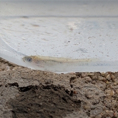 Hypseleotris klunzingeri (Western Carp Gudgeon) at Whitlam, ACT - 31 Jan 2025 by citycritters