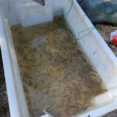 Gambusia holbrooki (Gambusia, Plague minnow, Mosquito fish) at Conder, ACT - 7 Feb 2025 by citycritters