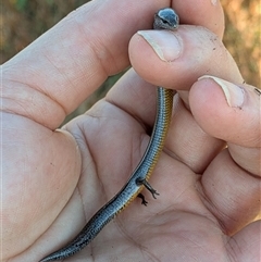 Hemiergis talbingoensis (Three-toed Skink) at Mitchell, ACT - 4 Feb 2025 by citycritters