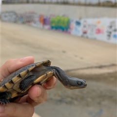 Chelodina longicollis (Eastern Long-necked Turtle) at Whitlam, ACT - 31 Jan 2025 by citycritters