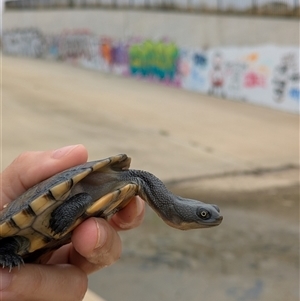 Chelodina longicollis (Eastern Long-necked Turtle) at Whitlam, ACT - 31 Jan 2025 by citycritters