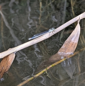 Ischnura heterosticta (Common Bluetail Damselfly) at Tharwa, ACT - 7 Feb 2025 by citycritters