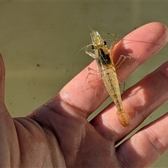 Macrobrachium sp. at Gordon, ACT - 7 Feb 2025 by citycritters